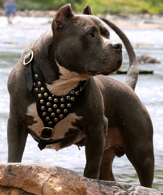 American Pit Bull Terrier (APBT) | DinoAnimals.com