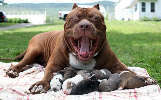 Biggest best sale pitbull terrier