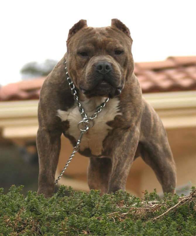 Massive clearance pit bulls