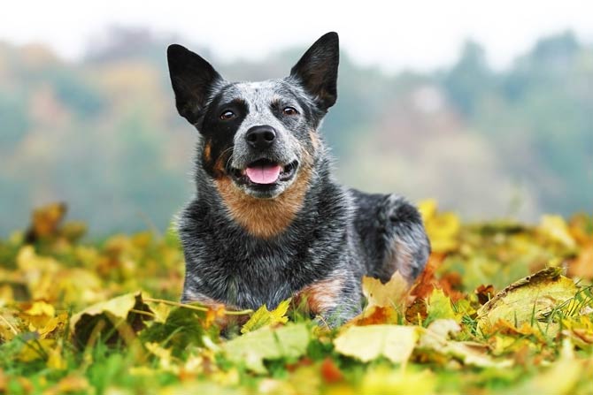 Australian Cattle Dog (ACD) | DinoAnimals.com