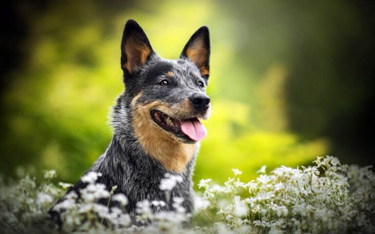 Australian Cattle Dog (ACD) | DinoAnimals.com