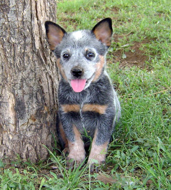 Australian Cattle Dog (ACD) | DinoAnimals.com