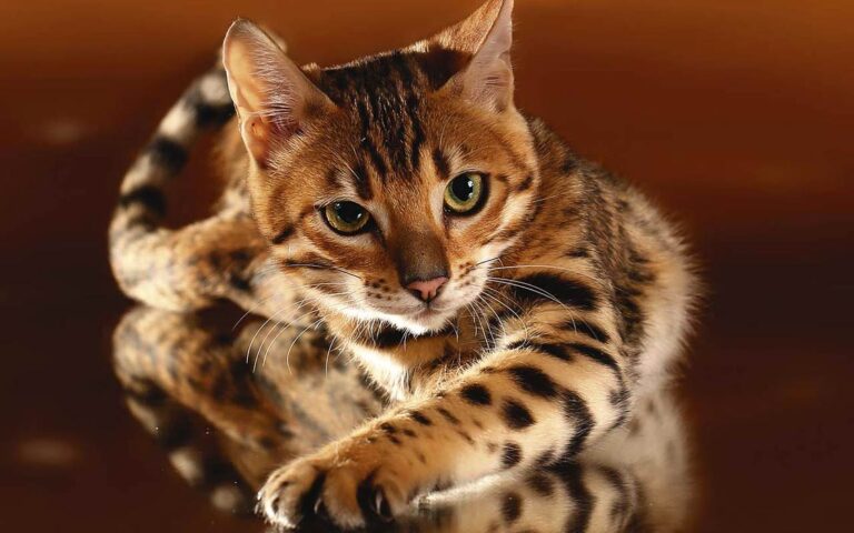 Bengal cat | DinoAnimals.com