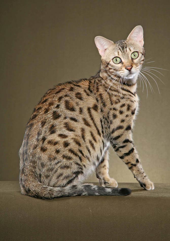 The long hair Bengal also referred to as the Cashmere Bengal is extremely  rare httpilovecatsxyz