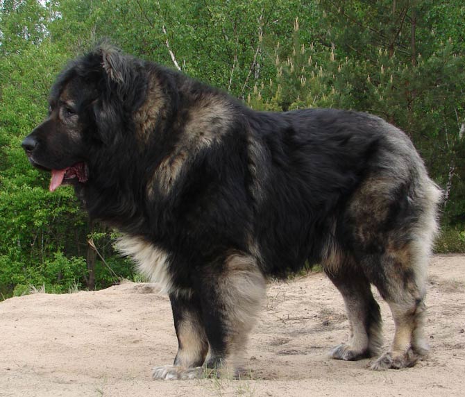 are caucasian shepherds the largest dogs