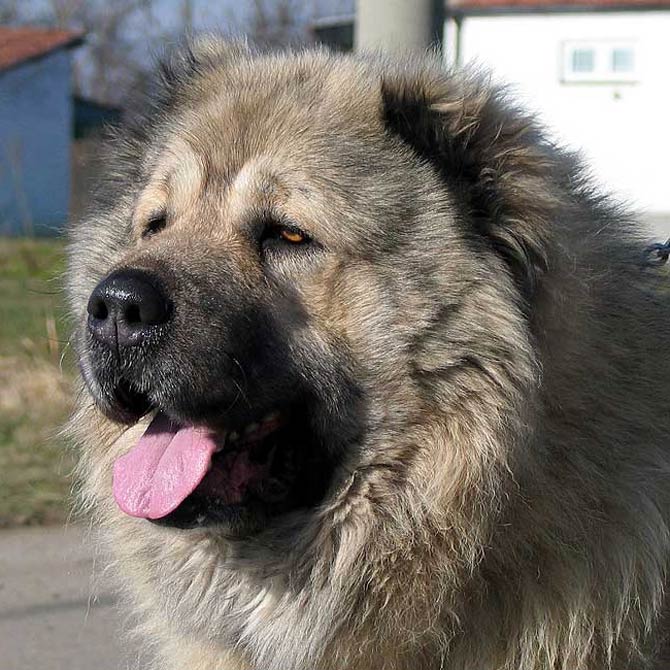 russian bear hunting dog caucasian ovcharka nagazi