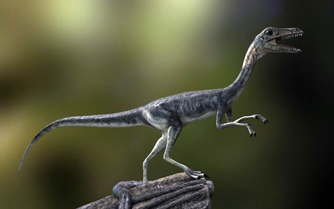 dino dan compsognathus