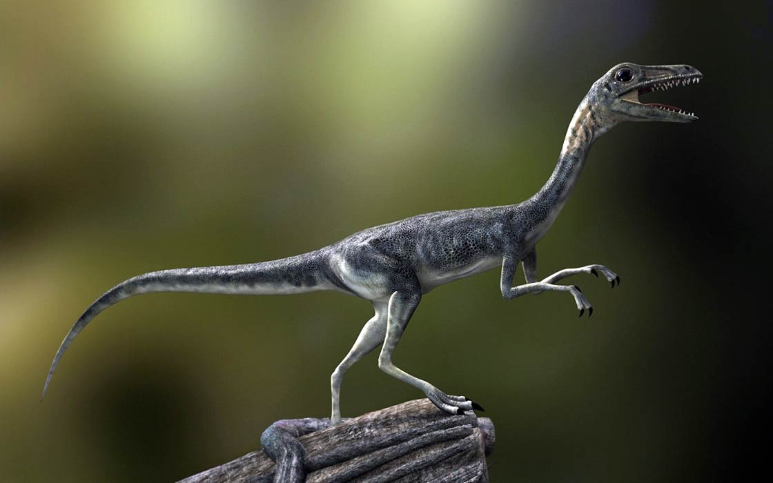 Compsognathus – one of the smallest dinosaurs | DinoAnimals.com