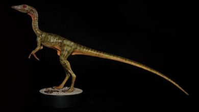 small dinosaur compsognathus