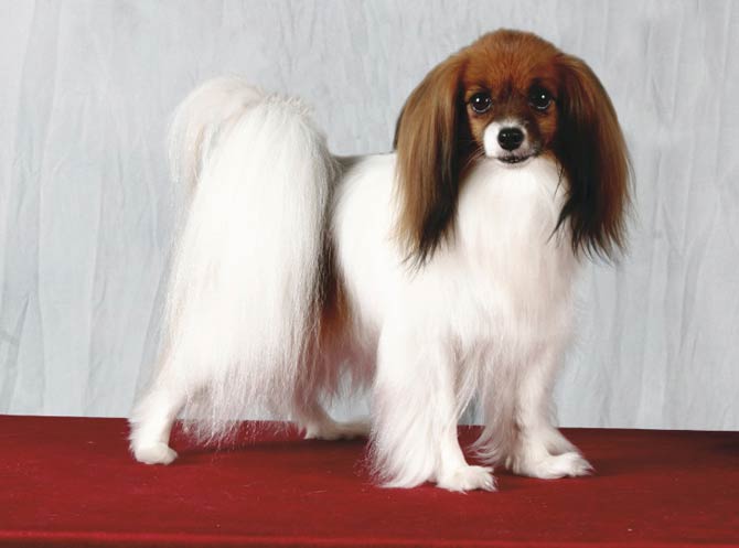 Continental sales toy spaniel