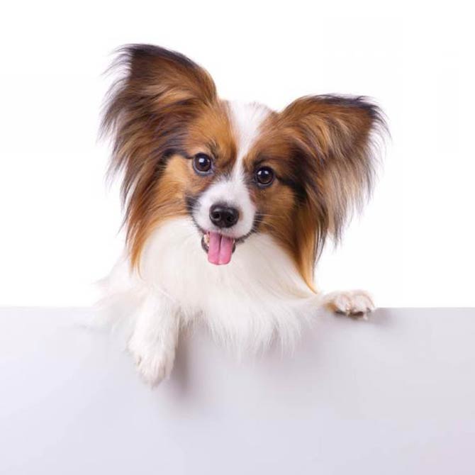 3D Continental Toy Spaniel Papillon Dog Shaped Animal Ring in