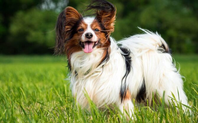 Papillon (Continental Toy Spaniel) and Phalène | DinoAnimals.com