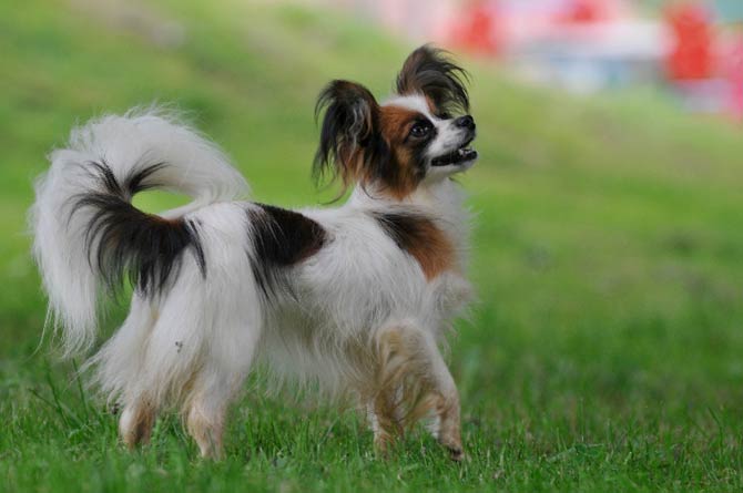 3D Continental Toy Spaniel Papillon Dog Shaped Animal Ring in Silver