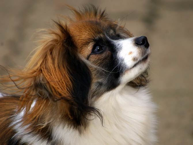 3D Continental Toy Spaniel Papillon Dog Shaped Animal Ring in