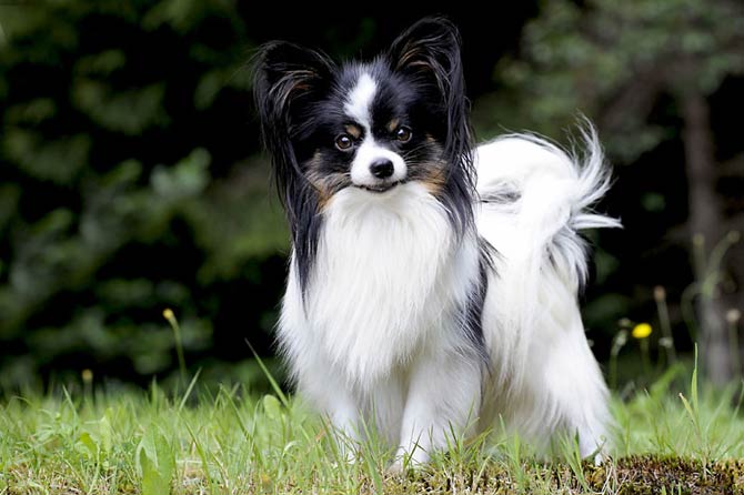 Continental Toy Spaniel (Papillon & Phalène) in portrait