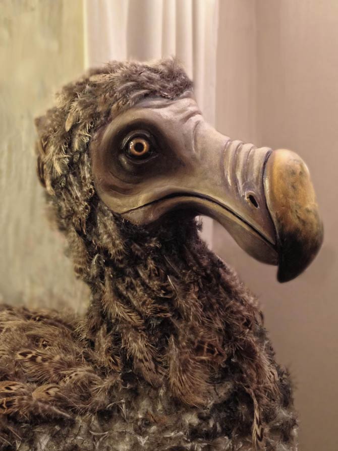 Dodo Bird Facts  Raphus cucullatus - A-Z Animals