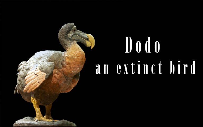 Dodo (Raphus cucullatus) | DinoAnimals.com