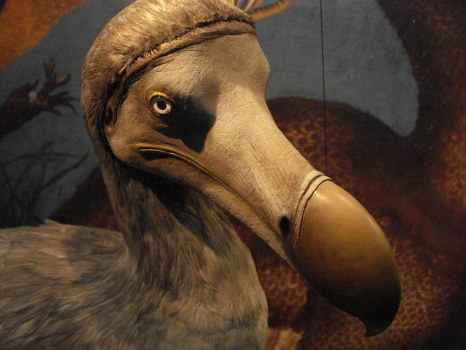 Dodo Bird Facts  Raphus cucullatus - A-Z Animals