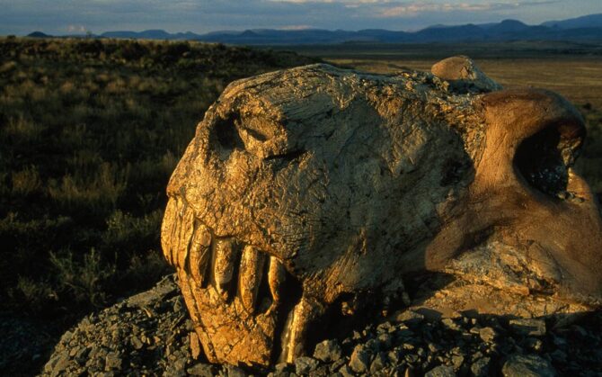 cretaceous mass extinction