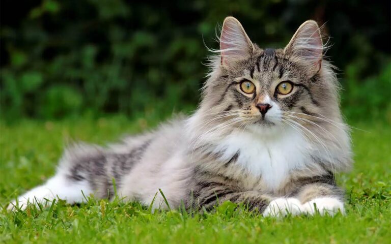 Norwegian Forest cat | DinoAnimals.com