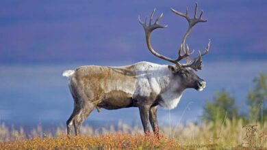 Reindeer and Caribou (Rangifer tarandus) | DinoAnimals.com