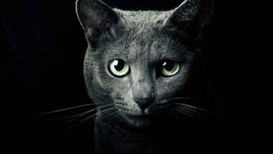 Russian Blue cat | DinoAnimals.com