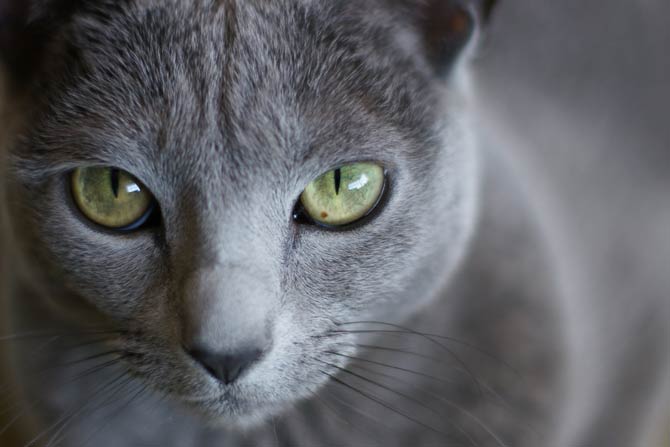 Russian Blue cat | DinoAnimals.com