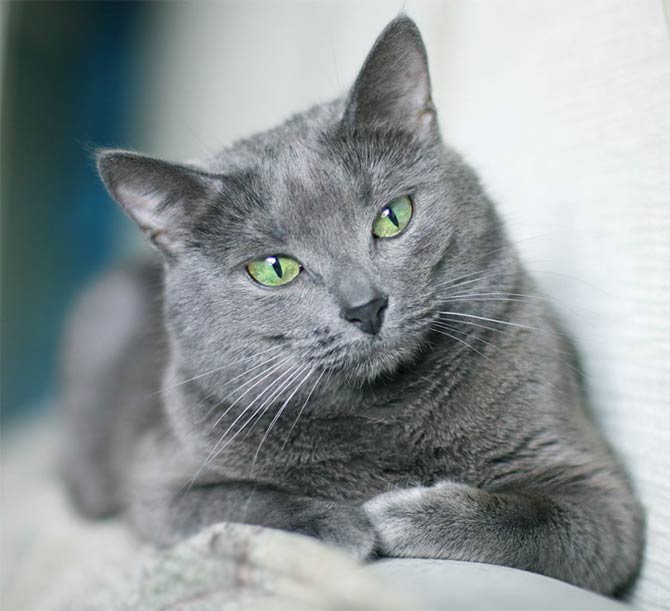 Russian blue hot sale munchkin