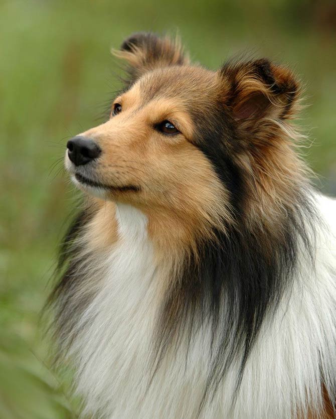 Miniature collie best sale