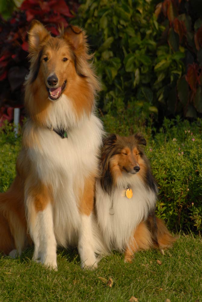 Rough collie and store sheltie