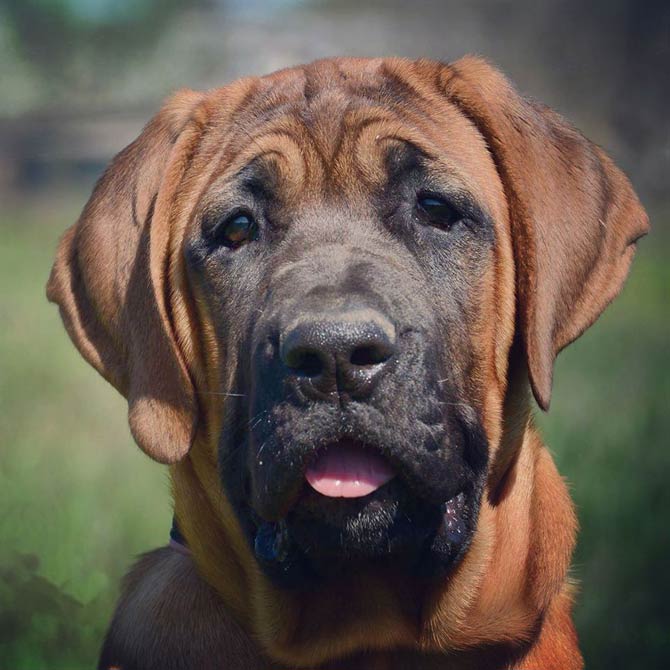 Tosa Inu, Tosa-Ken, Japanese Mastiff | DinoAnimals.com