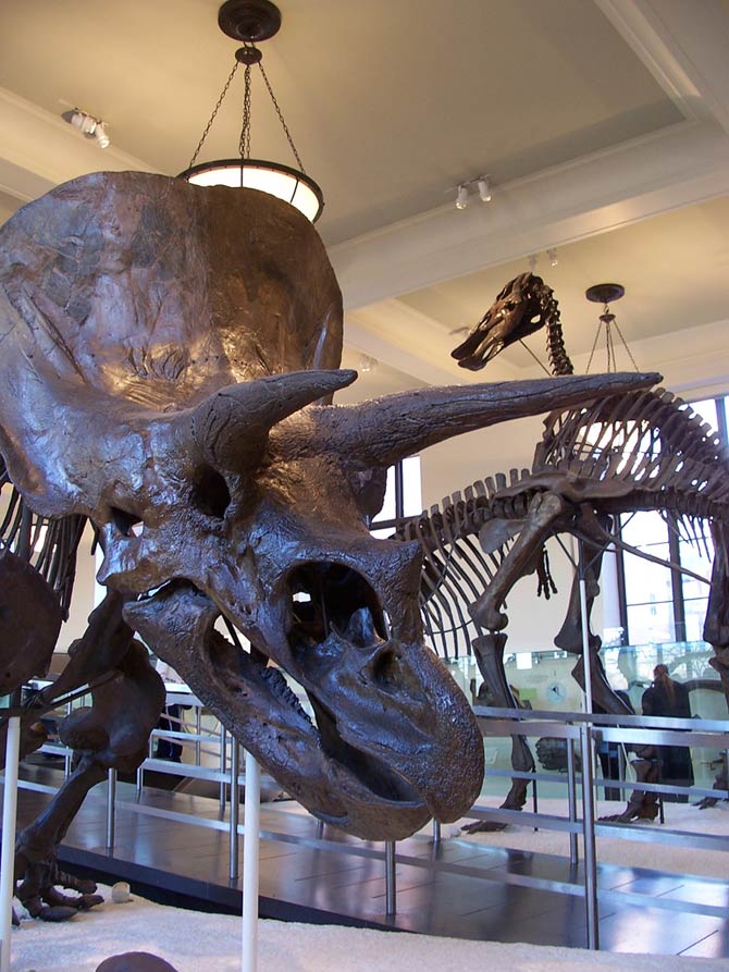 triceratops in real life