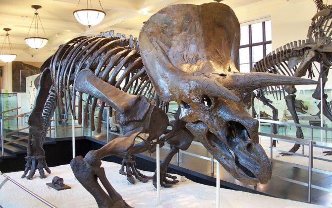 Triceratops – One Of The Best-known Dinosaurs 