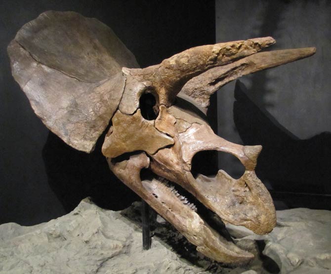 male triceratops