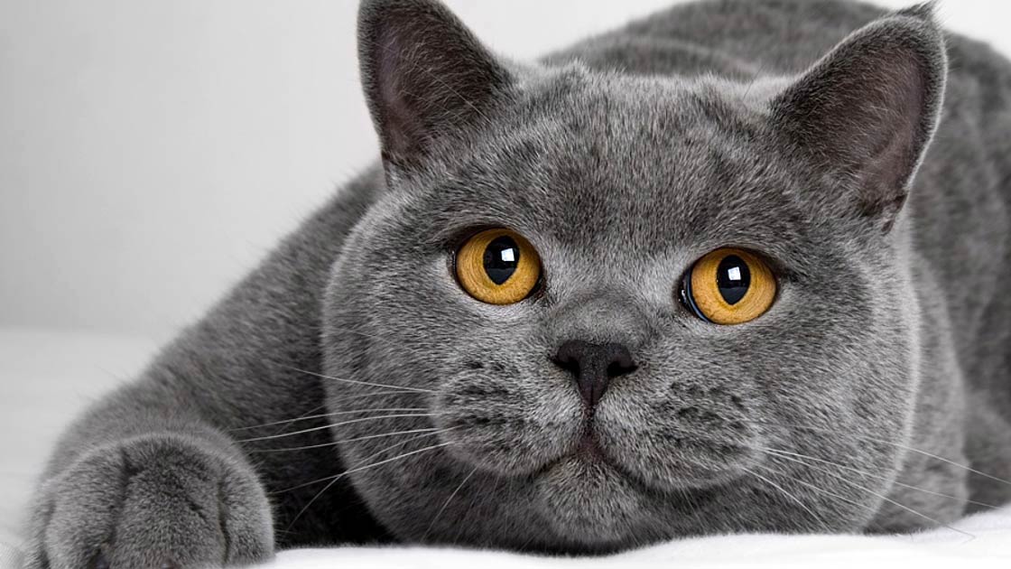 Blue British Shorthair Cat Breed Information - wide 3