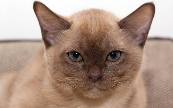 Burmese cat | DinoAnimals.com