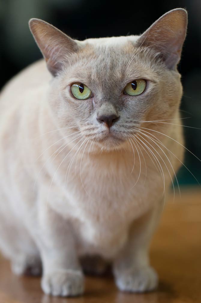 Platinum Burmese Cat