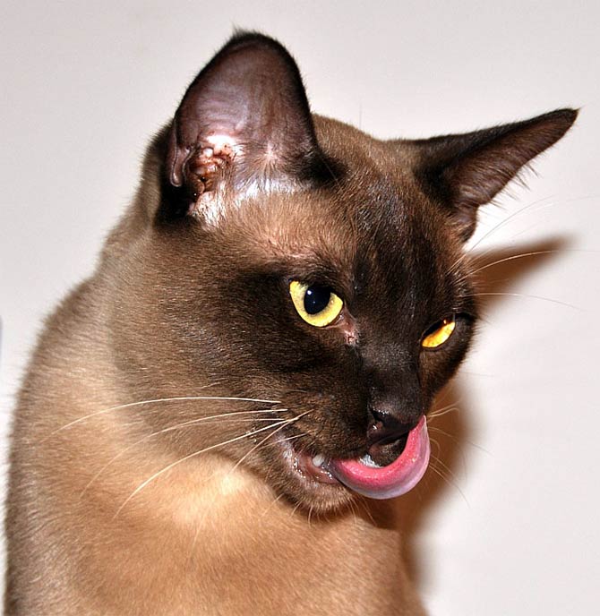 cherry-eye-burmese-cats-cat-meme-stock-pictures-and-photos