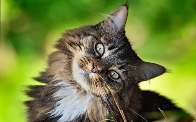 10 myths about cats | DinoAnimals.com