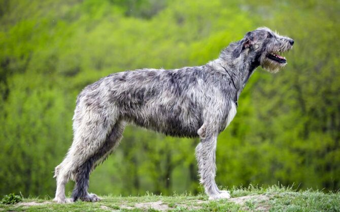 Irish Wolfhound – one of the tallest dogs | DinoAnimals.com