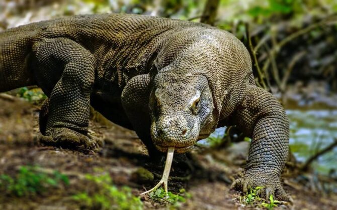 Komodo dragon – the largest lizard on Earth | DinoAnimals.com