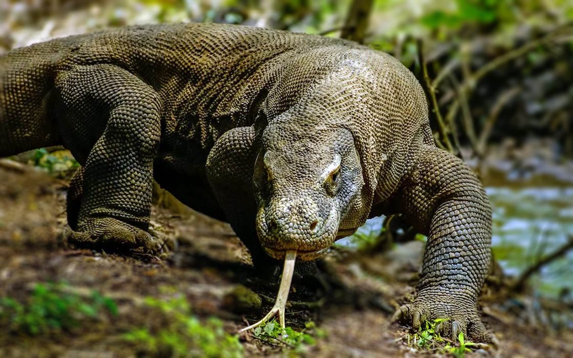Komodo dragon – the largest lizard on Earth 