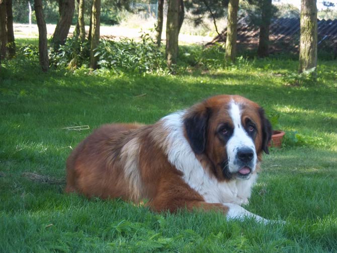 Moscow #Watchdog  Unique dog breeds, St bernard dogs, Rare dog breeds