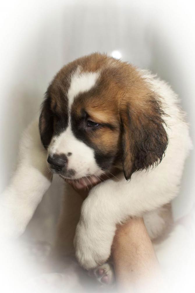 Moscow #Watchdog  Guard dogs, Guard dog breeds, St bernard dogs