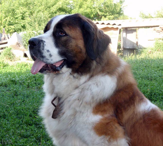 Moscow #Watchdog  Guard dogs, Guard dog breeds, St bernard dogs