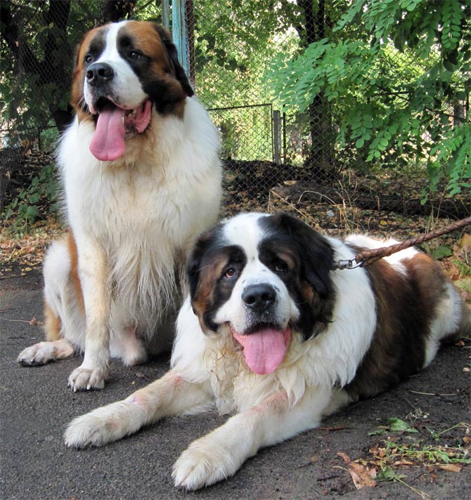 Moscow #Watchdog  Guard dogs, Guard dog breeds, St bernard dogs