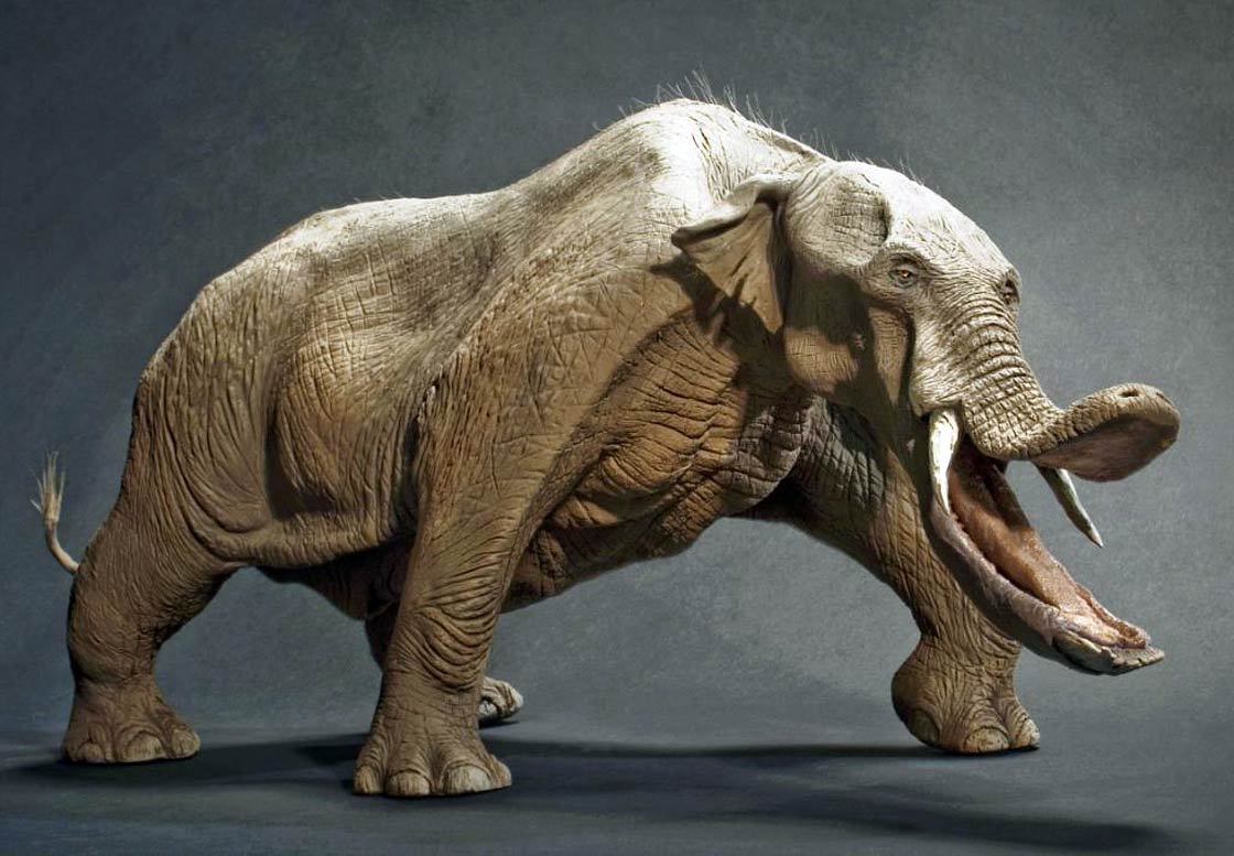 Platybelodon – an elephant without a trunk? 