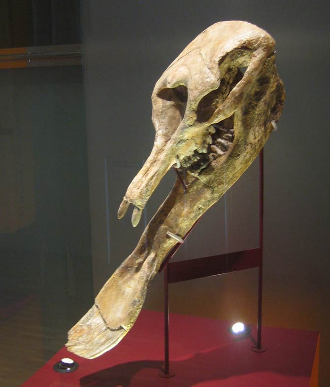 Platybelodon Skeleton