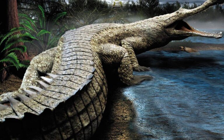 Rhamphosuchus One Of The Largest Crocodiles