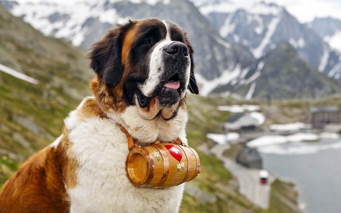 Did the St. Bernard dog breed originate from Italy or Switzerland